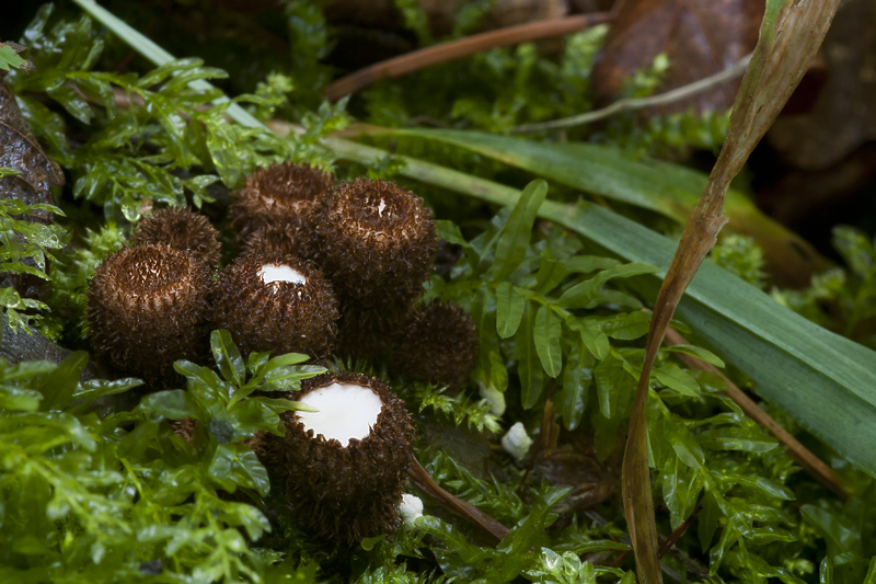 Cyathus striatus